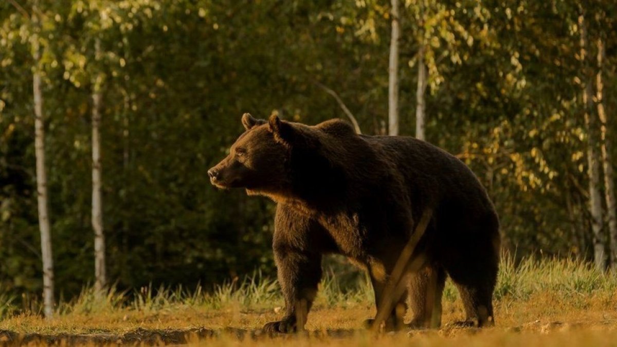 Millionaire politician in Russia announced that he killed the person he thought was a bear #2