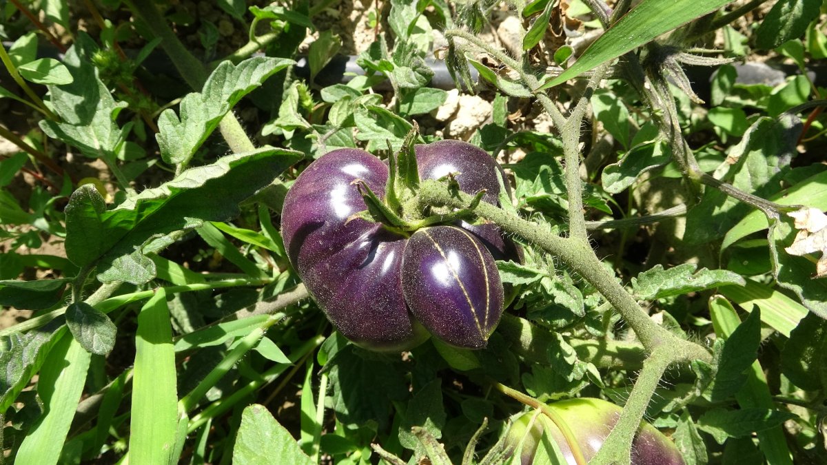 Isparta’da siyah domates üretildi #3