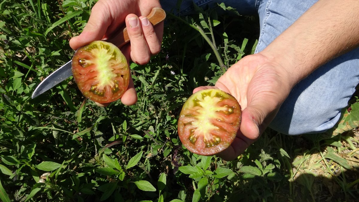 Isparta’da siyah domates üretildi #1