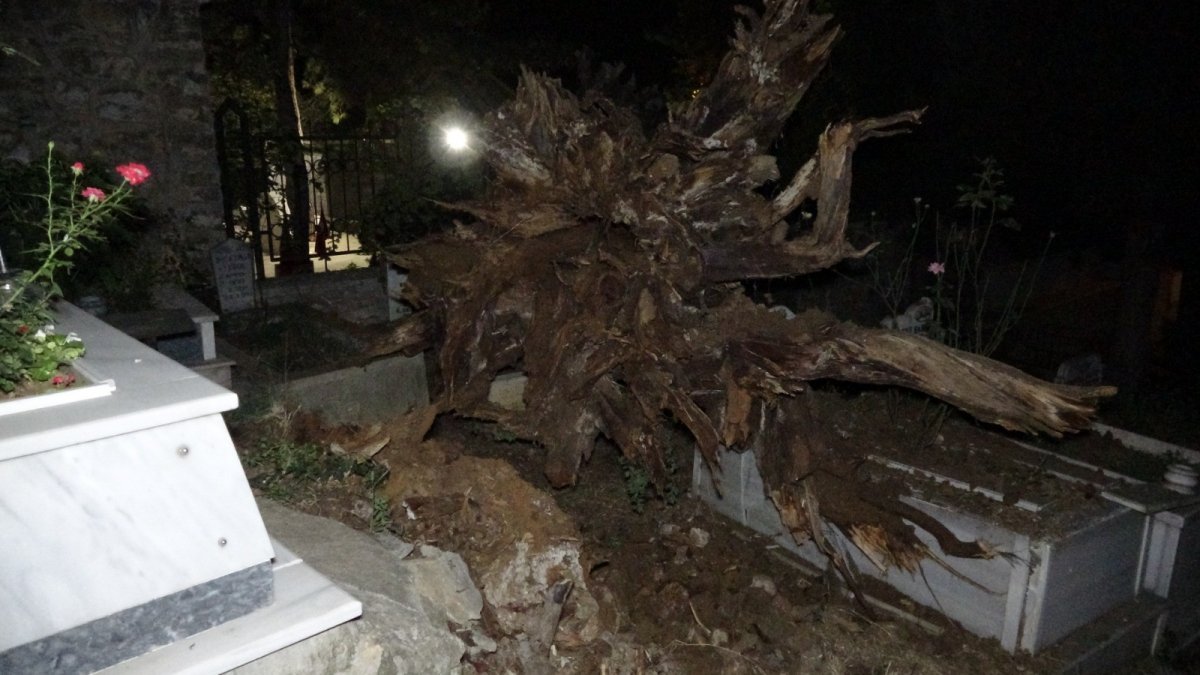 Bursa da tarihi çınar ağacı, şehitliğe devrildi #2
