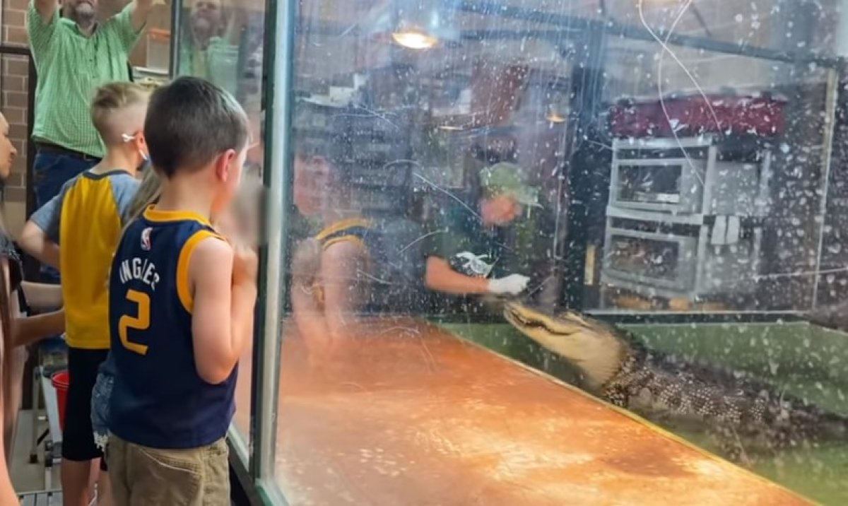 In the USA, a crocodile bit the hand of its trainer in front of children #3