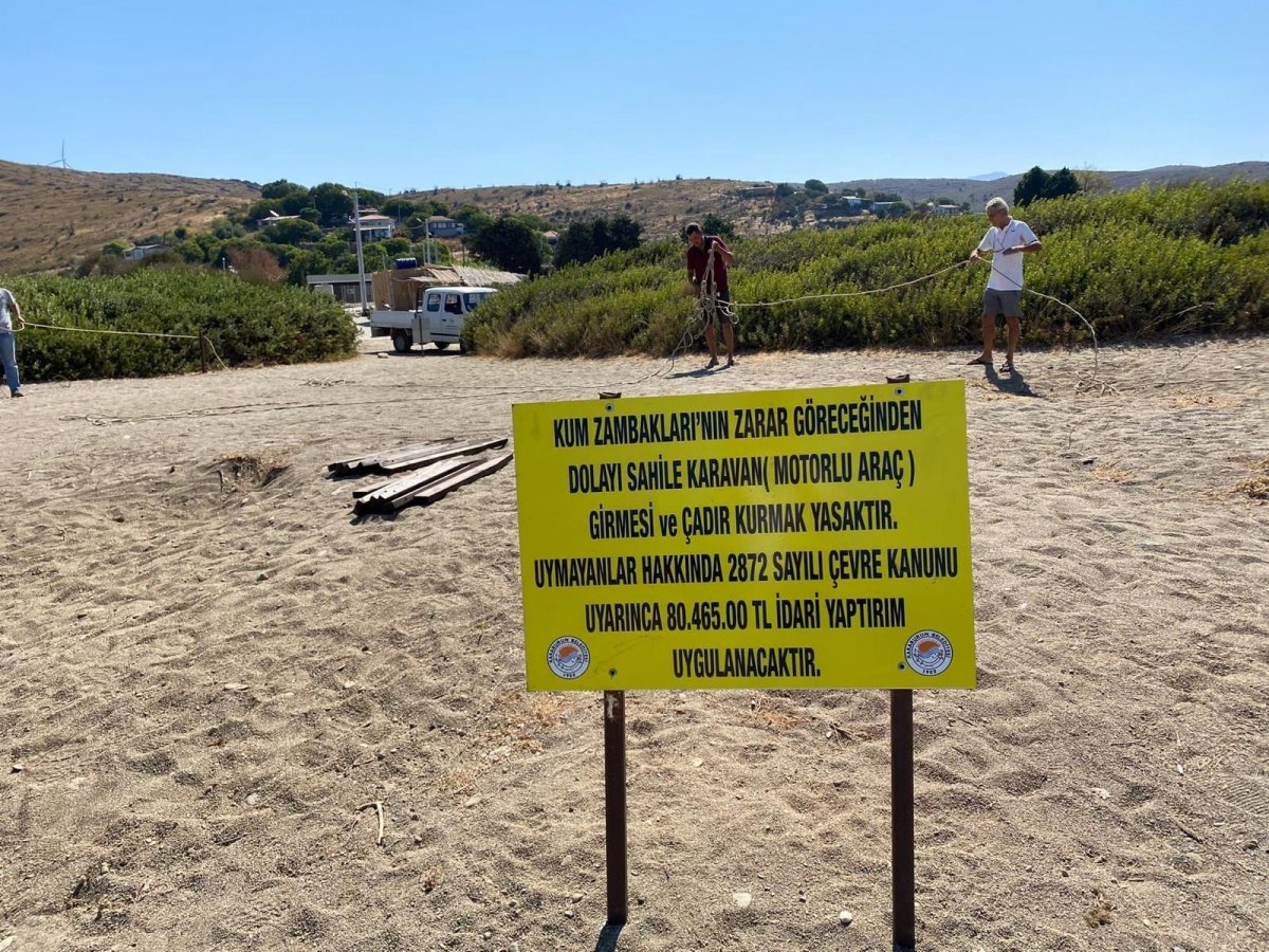 İzmir de çiçek açan kum zambaklarını koparmanın cezası 80 bin TL #4