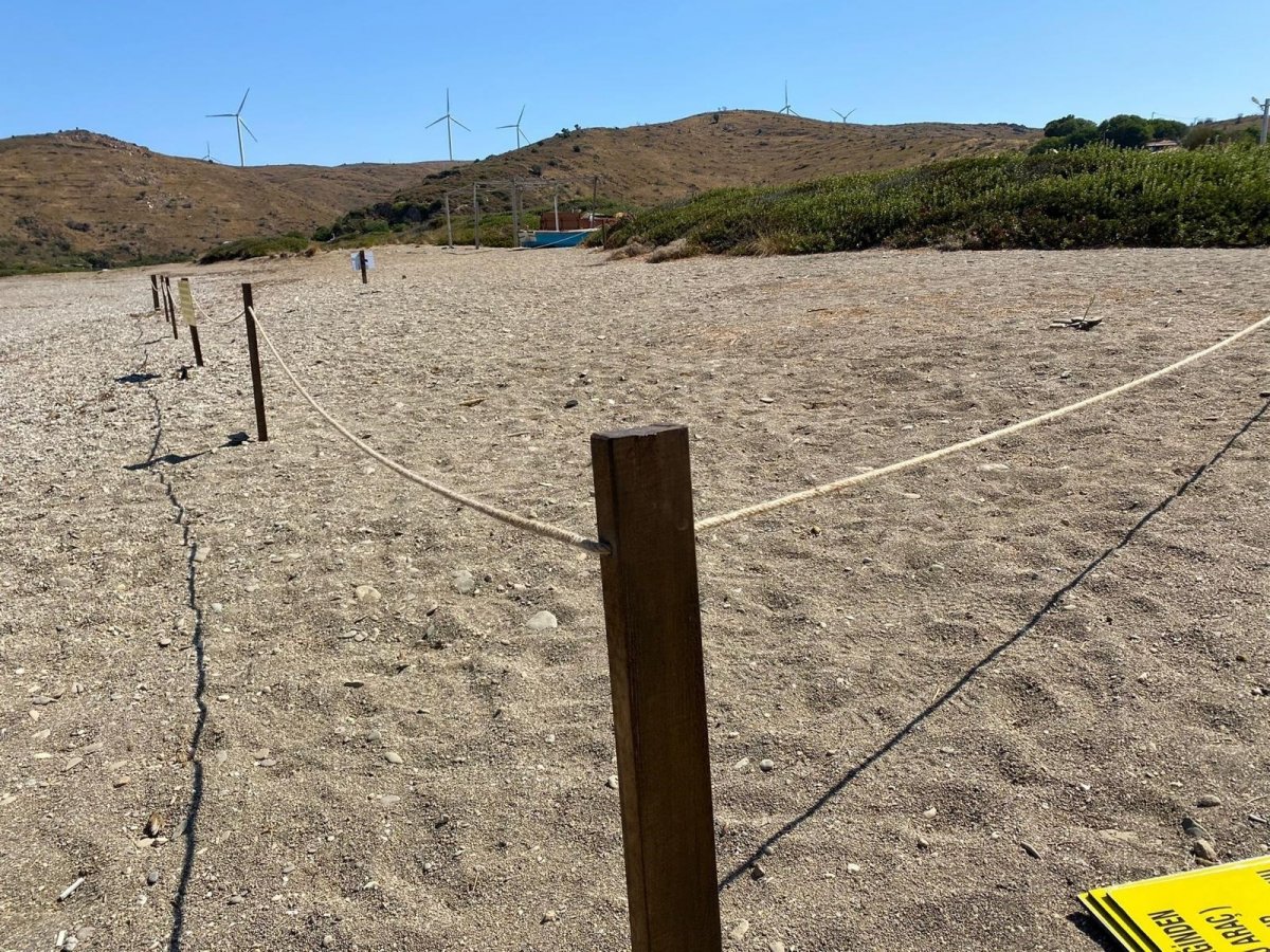 İzmir de çiçek açan kum zambaklarını koparmanın cezası 80 bin TL #5