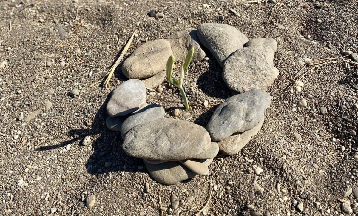 İzmir de çiçek açan kum zambaklarını koparmanın cezası 80 bin TL #2