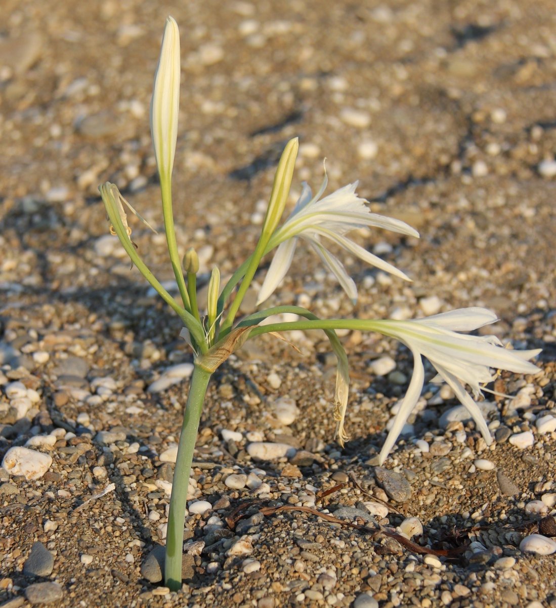 İzmir de çiçek açan kum zambaklarını koparmanın cezası 80 bin TL #6