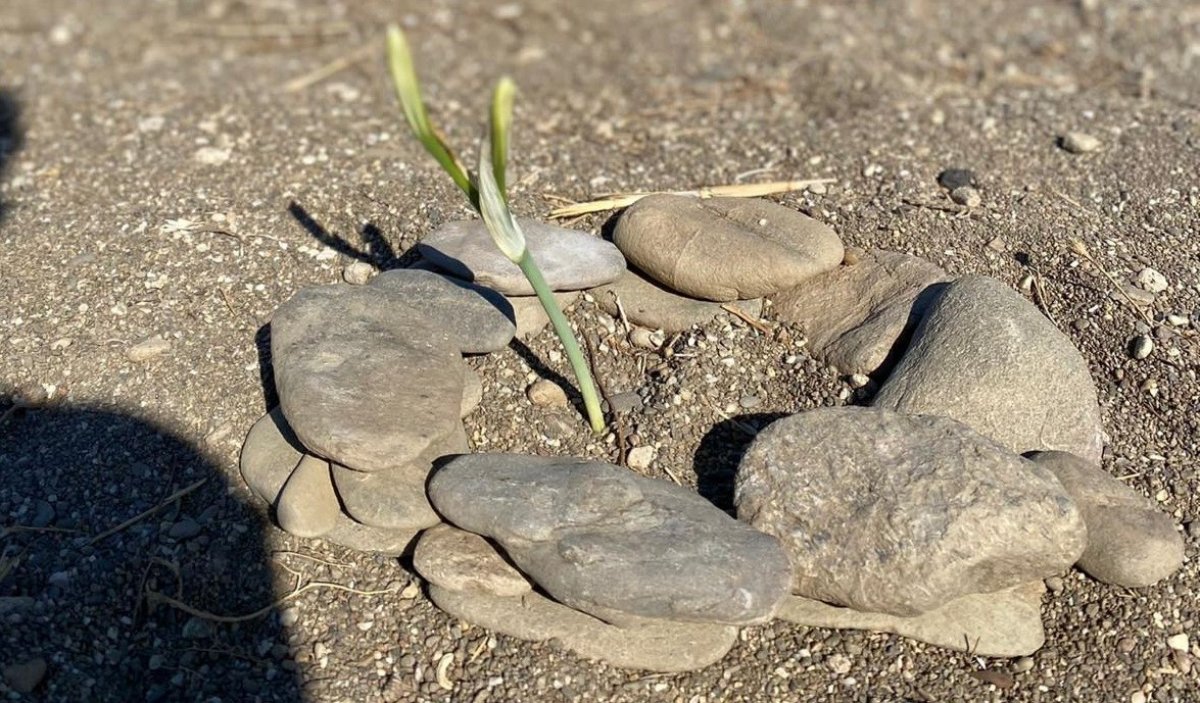 İzmir de çiçek açan kum zambaklarını koparmanın cezası 80 bin TL #1