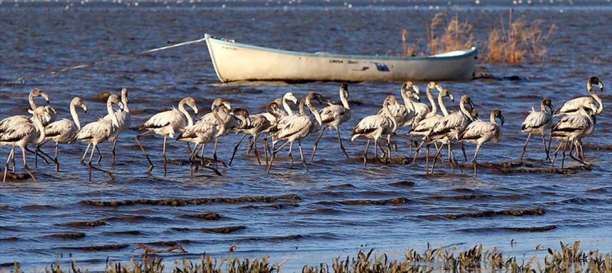 Balıkesir, Bolu ve Giresun daki sit alanları, kesin korunacak hassas alan oldu #1