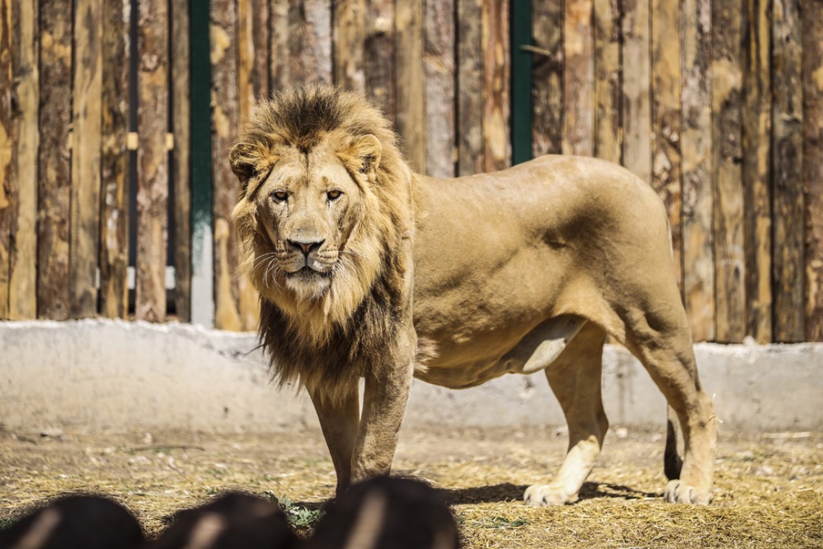 Ankara da yavru aslanlar, çocukların eğlencesi oldu #6