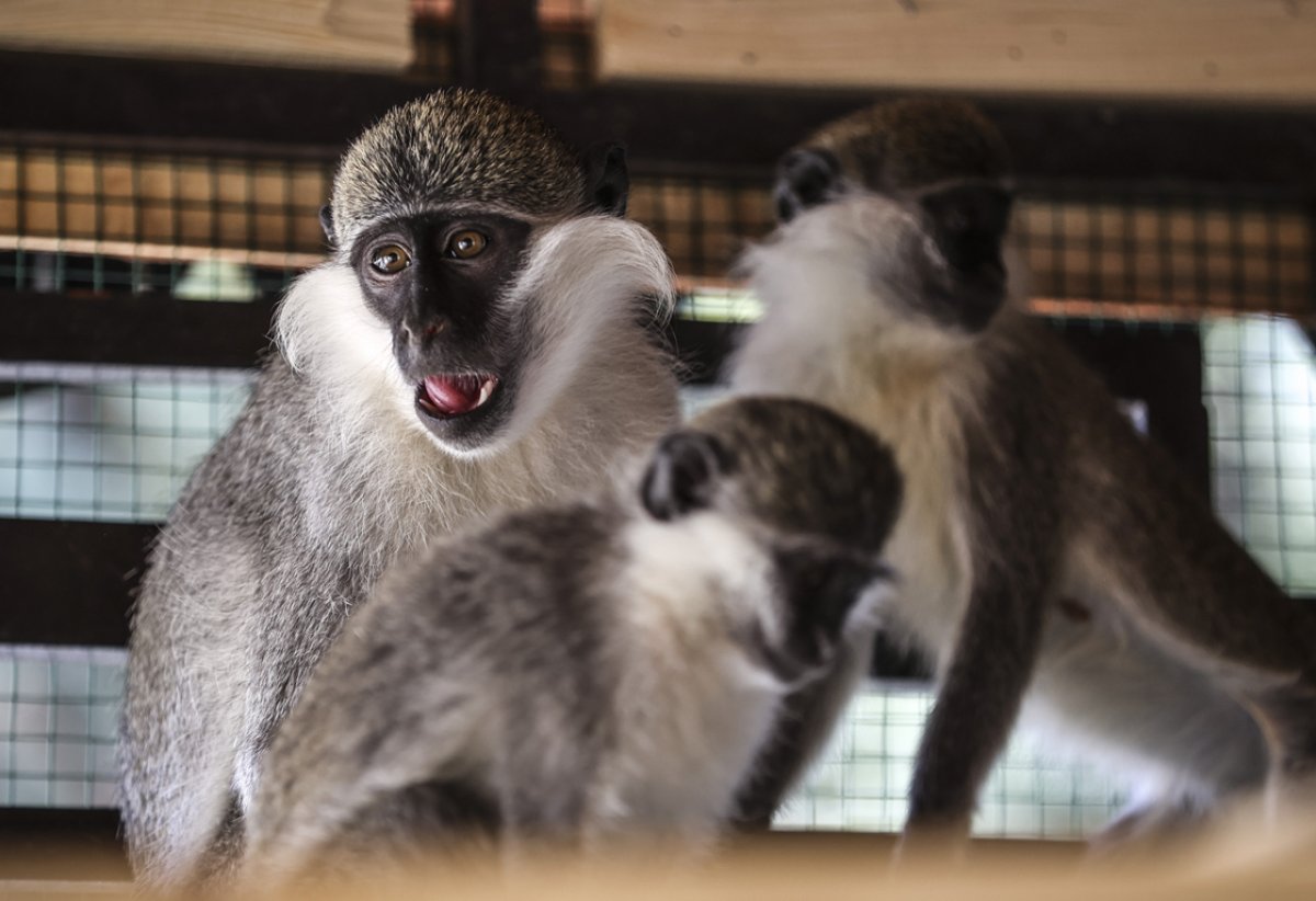Ankara da yavru aslanlar, çocukların eğlencesi oldu #1