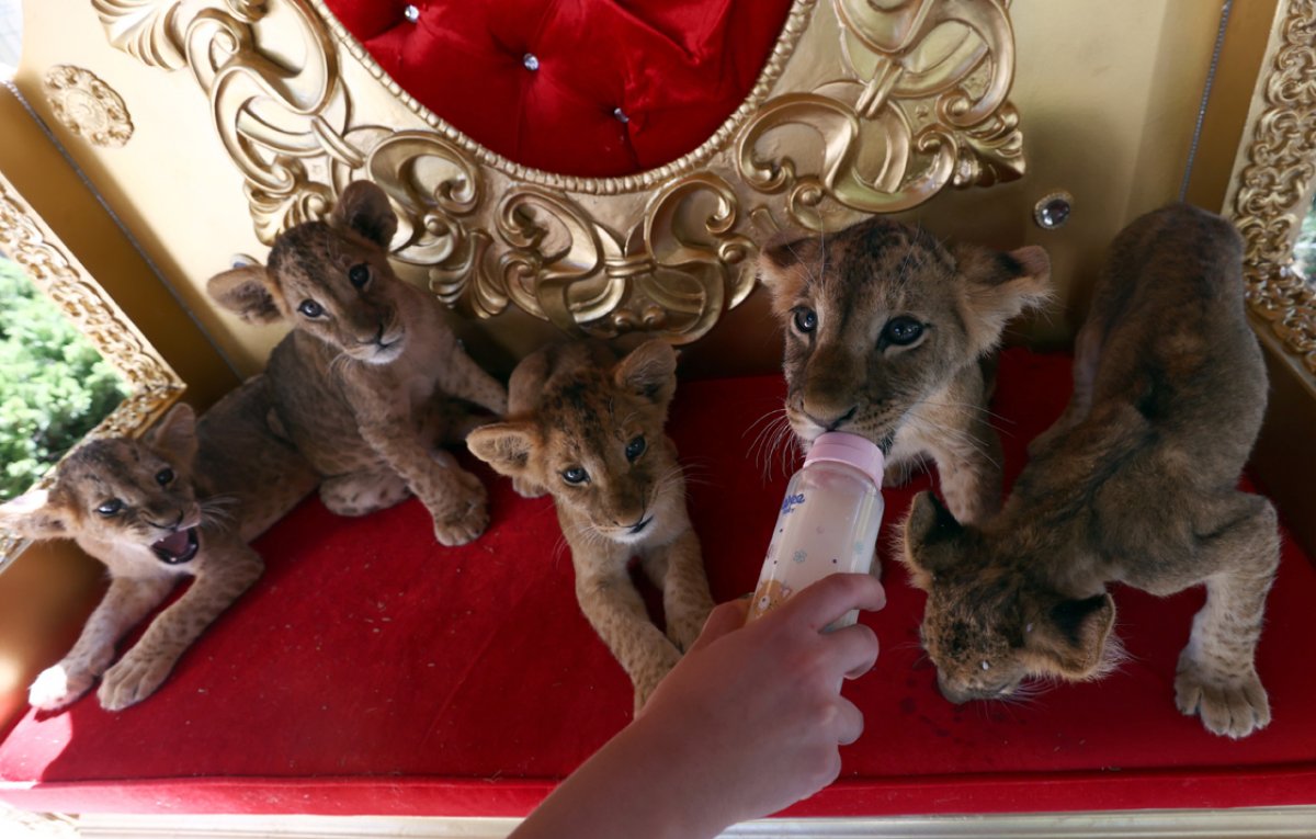 Ankara da yavru aslanlar, çocukların eğlencesi oldu #4