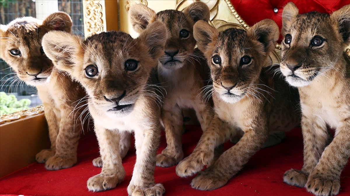 Ankara da yavru aslanlar, çocukların eğlencesi oldu #2