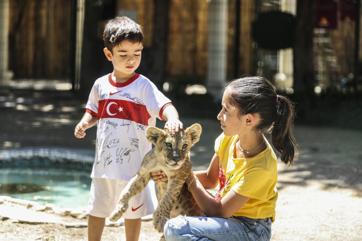 Ankara da yavru aslanlar, çocukların eğlencesi oldu #3