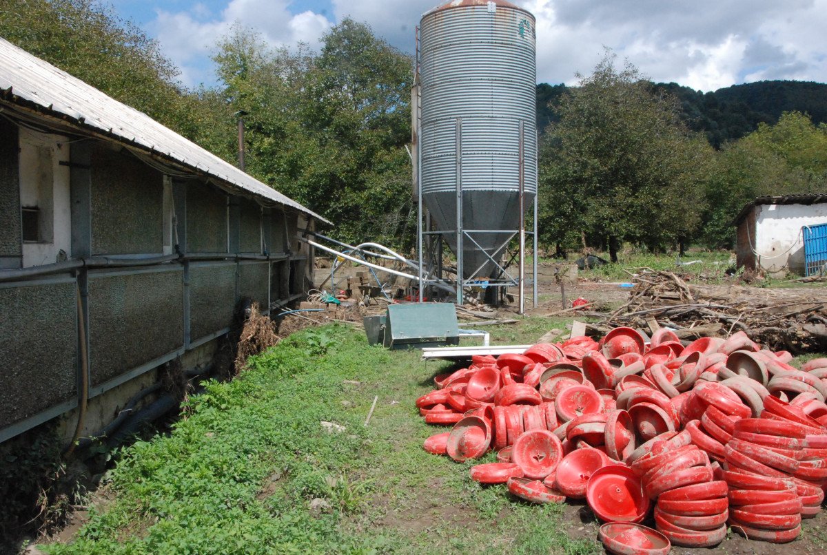 Bartın da yaşanan sel felaketinde 24 bin tavuk telef oldu #2
