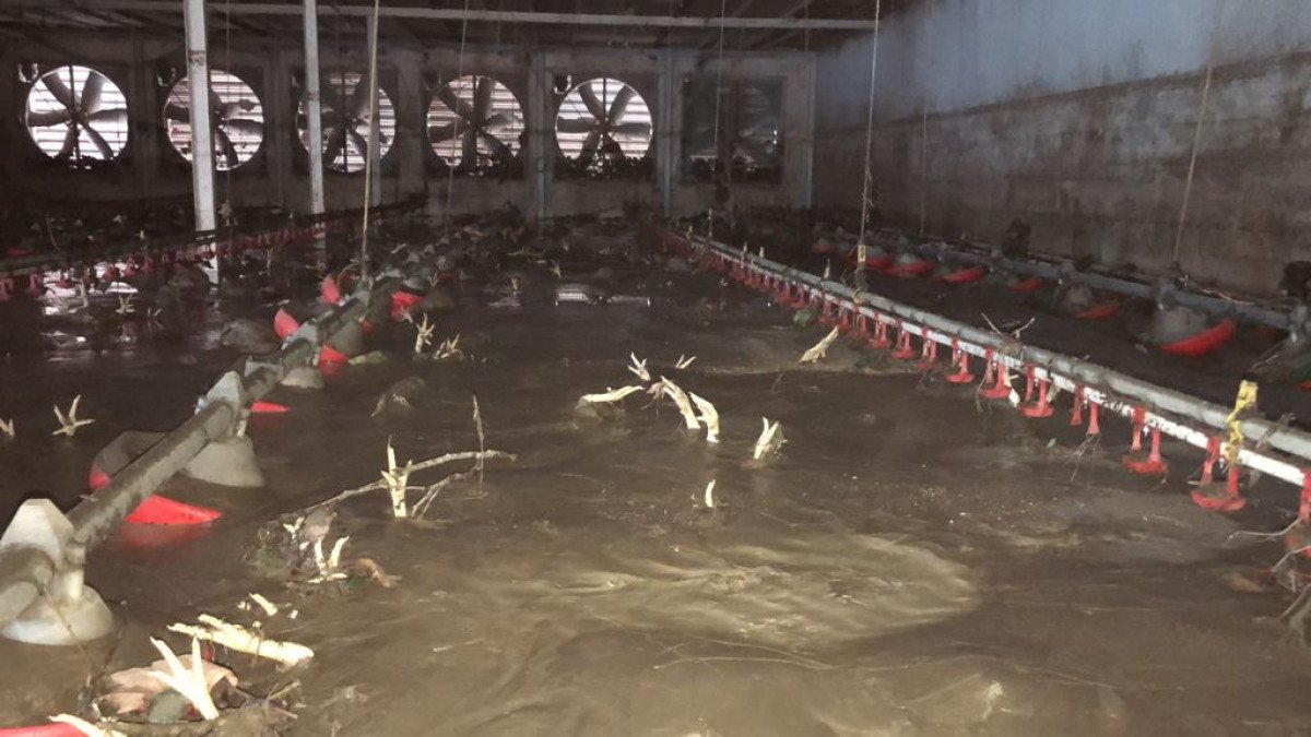 Bartın da yaşanan sel felaketinde 24 bin tavuk telef oldu #4