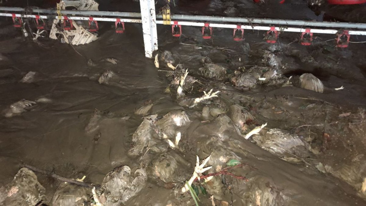 Bartın da yaşanan sel felaketinde 24 bin tavuk telef oldu #1