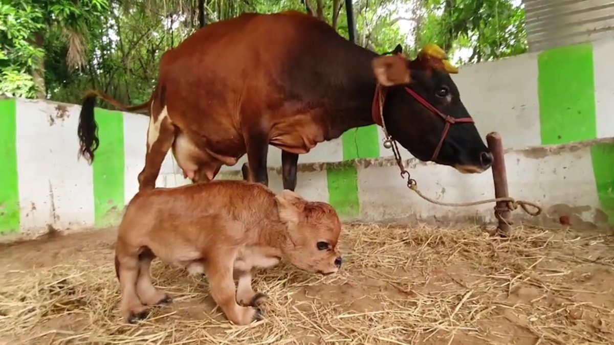Dwarf calf born in India #2