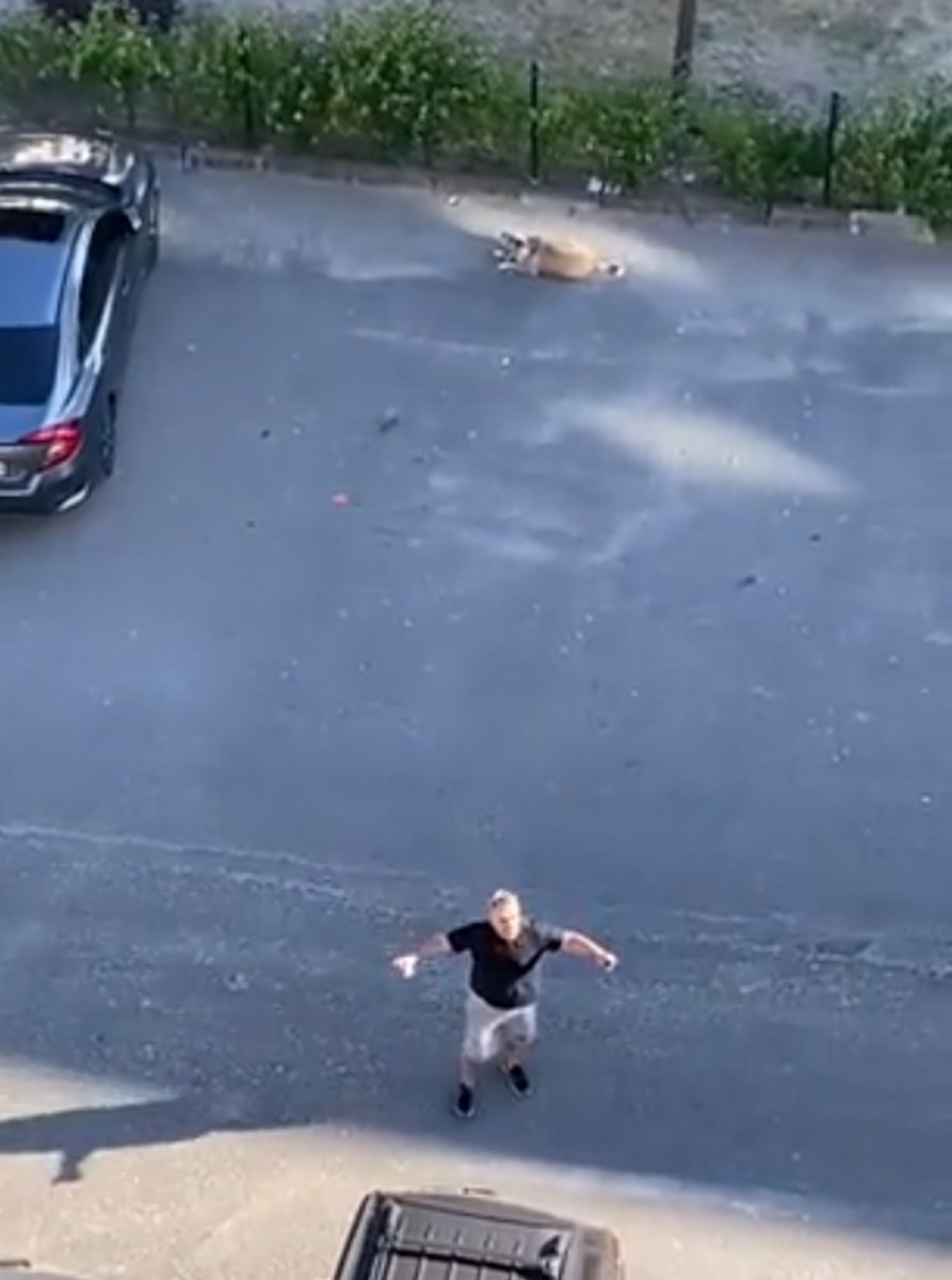 Şu kadar yeri çok görmeyeceksiniz bu hayvanlara #1