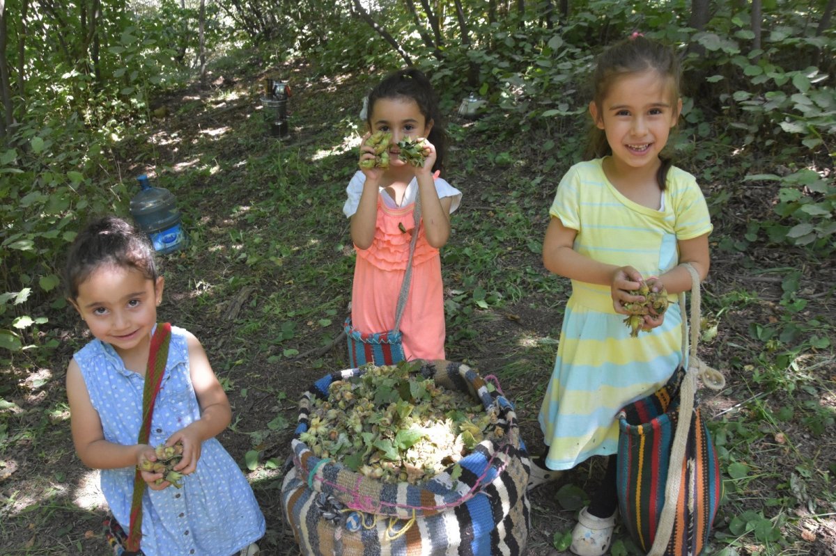 Bitlis’te Hizan fındığının hasadına başlandı #6