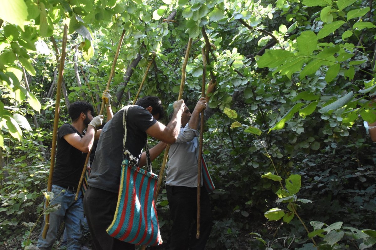 Bitlis’te Hizan fındığının hasadına başlandı #5