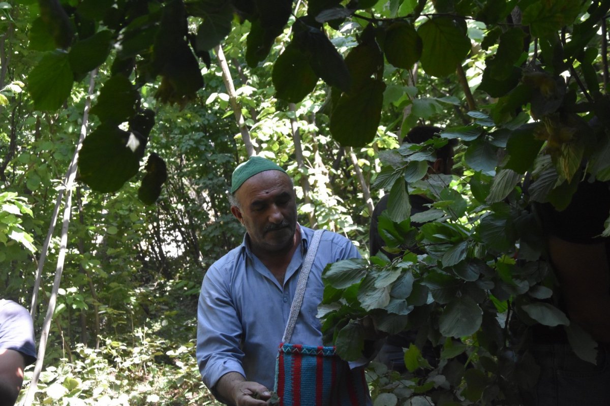 Bitlis’te Hizan fındığının hasadına başlandı #4
