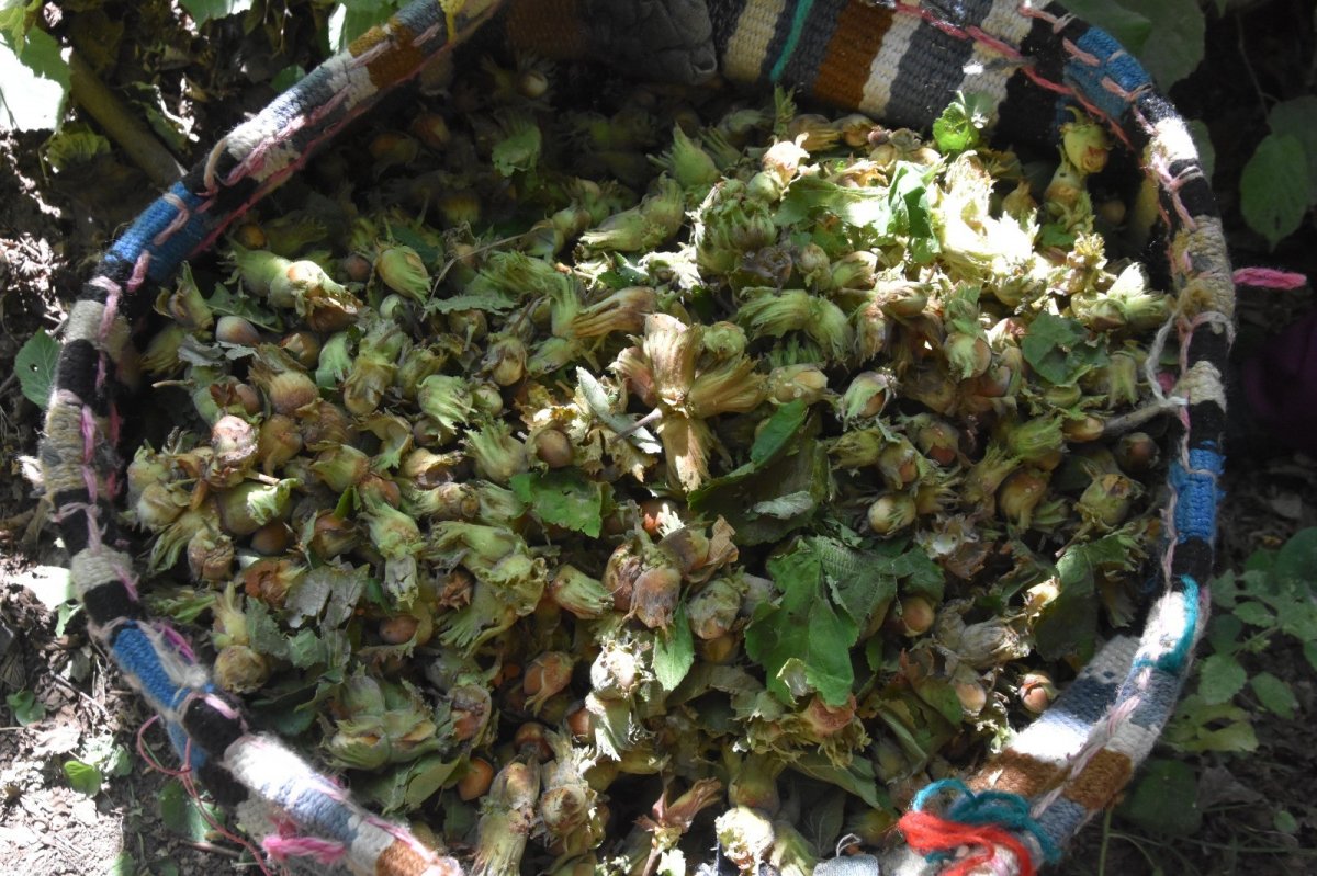 Bitlis’te Hizan fındığının hasadına başlandı #2