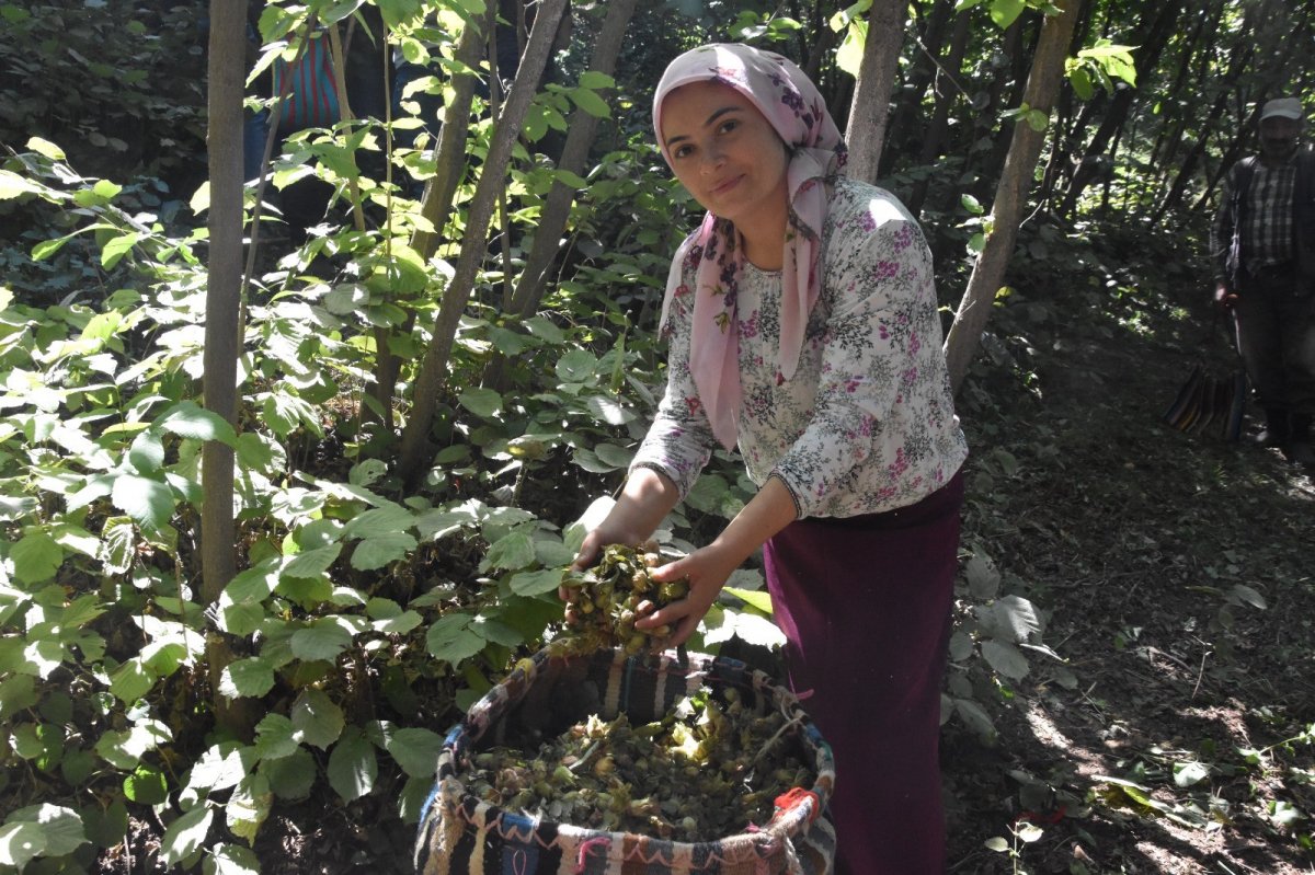 Bitlis’te Hizan fındığının hasadına başlandı #3