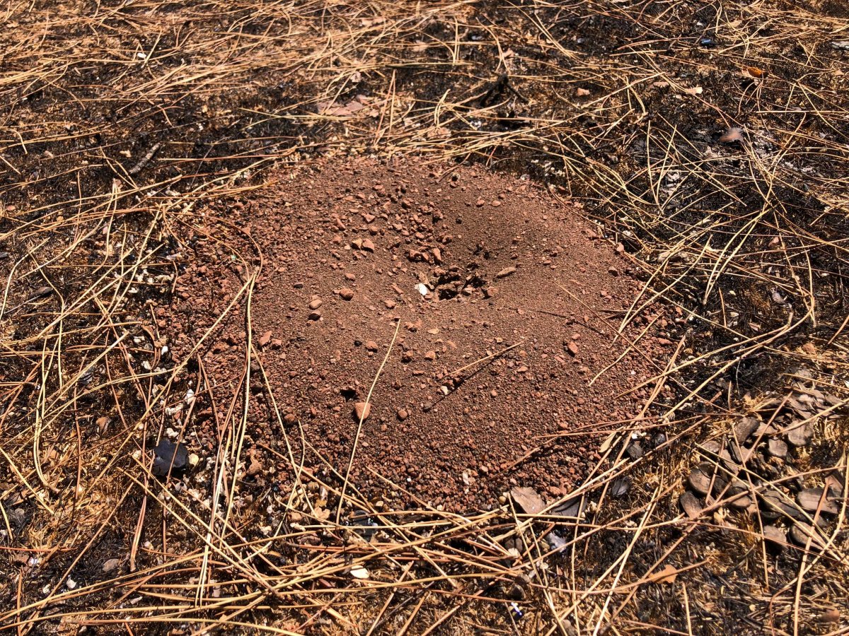 Muğla da yanan ormanlar kendi kendine yeşeriyor #4