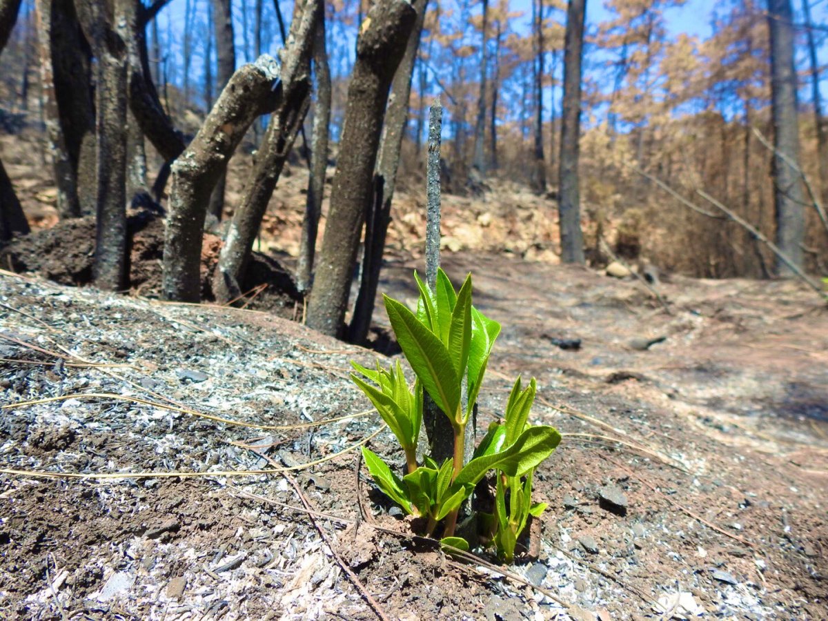 Muğla da yanan ormanlar kendi kendine yeşeriyor #1