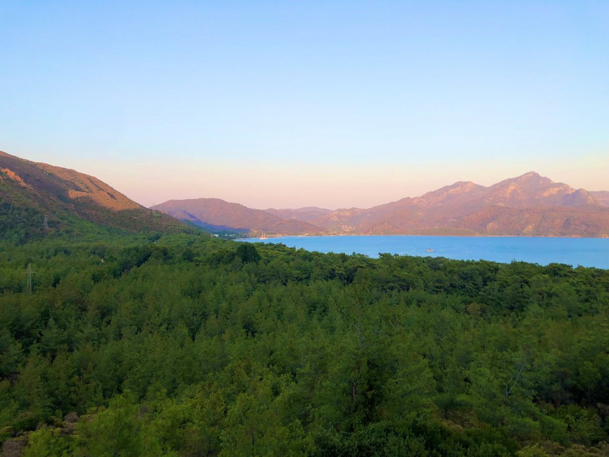 Muğla da yanan ormanlar kendi kendine yeşeriyor #5