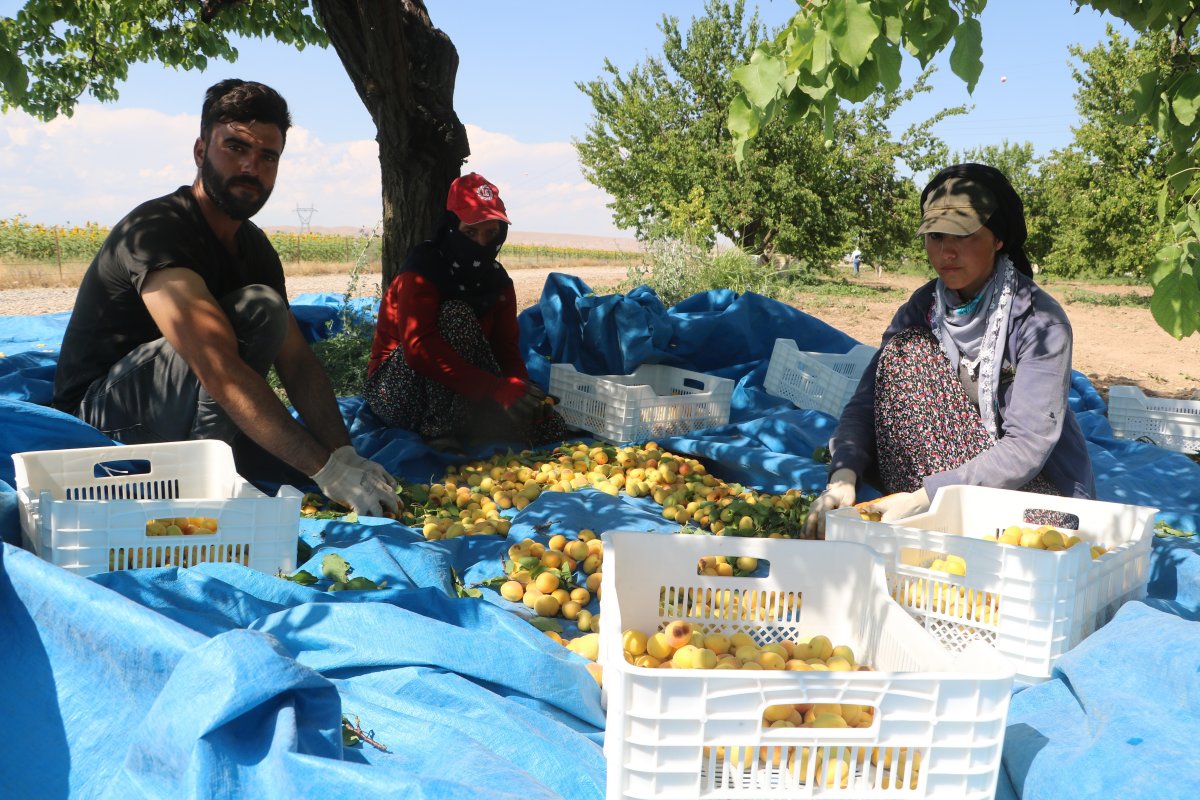 Malatyalılardan kayısı bizim tepkisi #2