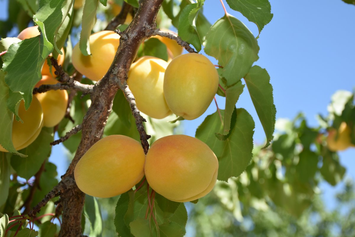 Malatyalılardan kayısı bizim tepkisi #1