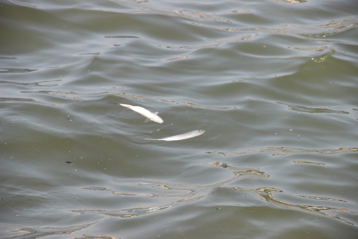 İzmir’de, ölü balıklar kıyıya vurdu #2