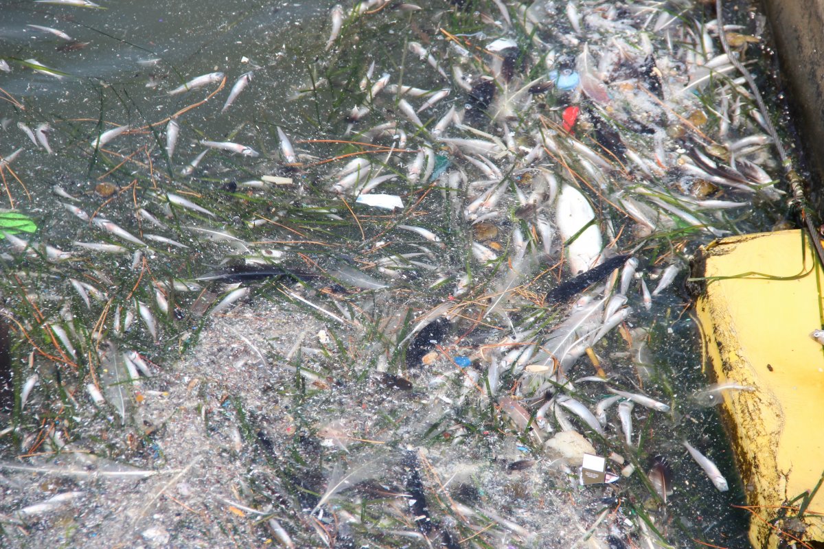 İzmir’de, ölü balıklar kıyıya vurdu #11
