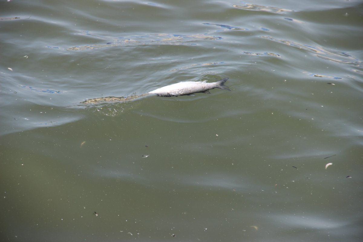 İzmir’de, ölü balıklar kıyıya vurdu #8