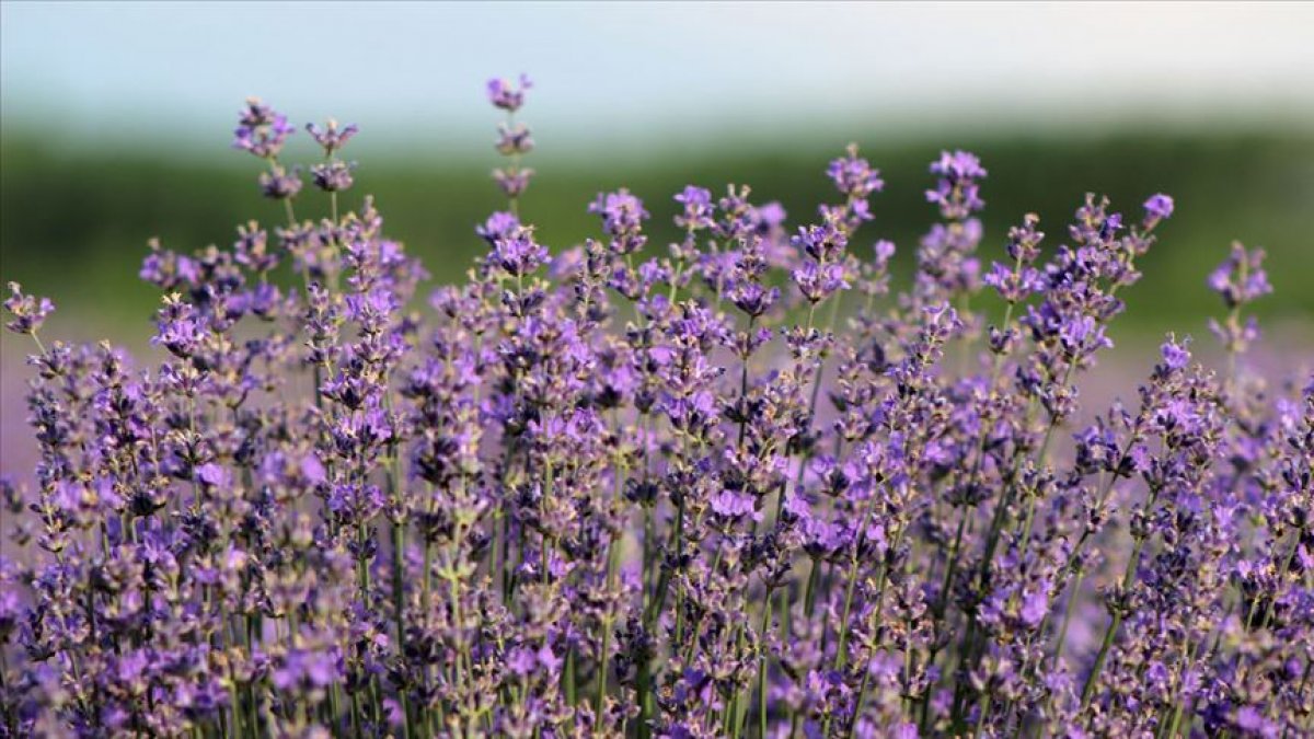 Baş ağrısını hafifleten 6 doğal ağrı kesici #2