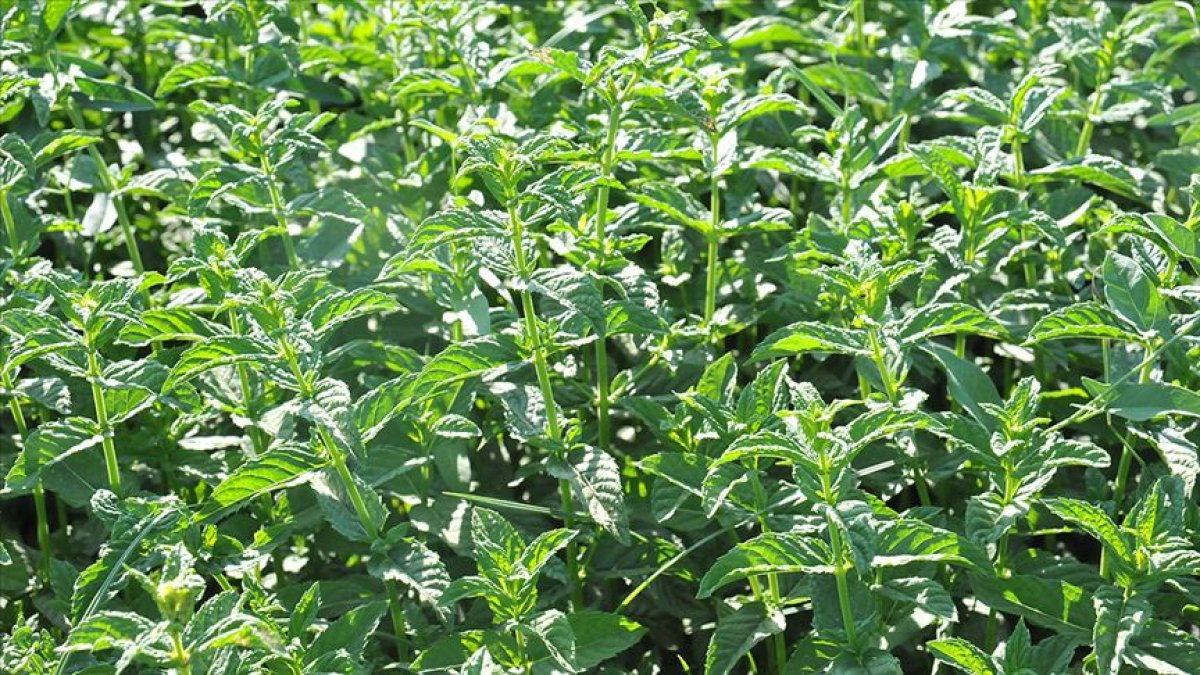 Baş ağrısını hafifleten 6 doğal ağrı kesici #3