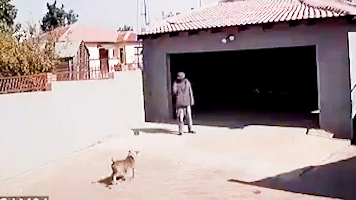 In Africa, the thief is attacked by a pitbull on camera #2