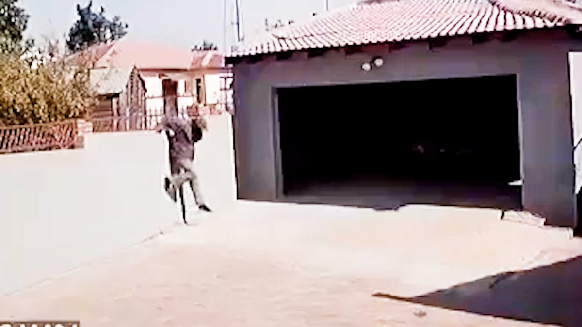 In Africa, the thief is attacked by a pitbull on camera #3