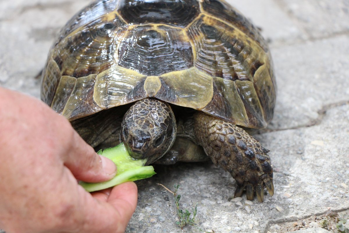 Amasya daki Zekiye Teyze, 3 kaplumbağaya bakıyor #9