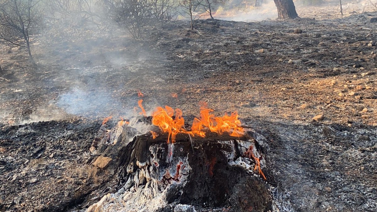 Muğla daki yangın kontrol altına alındı #2
