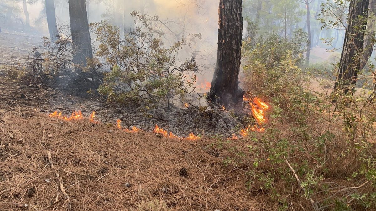 Muğla daki yangın kontrol altına alındı #6