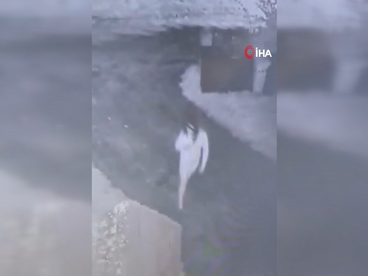 Polonya da kadın kılığına girip araba çalan hırsız kayıplara karıştı #2