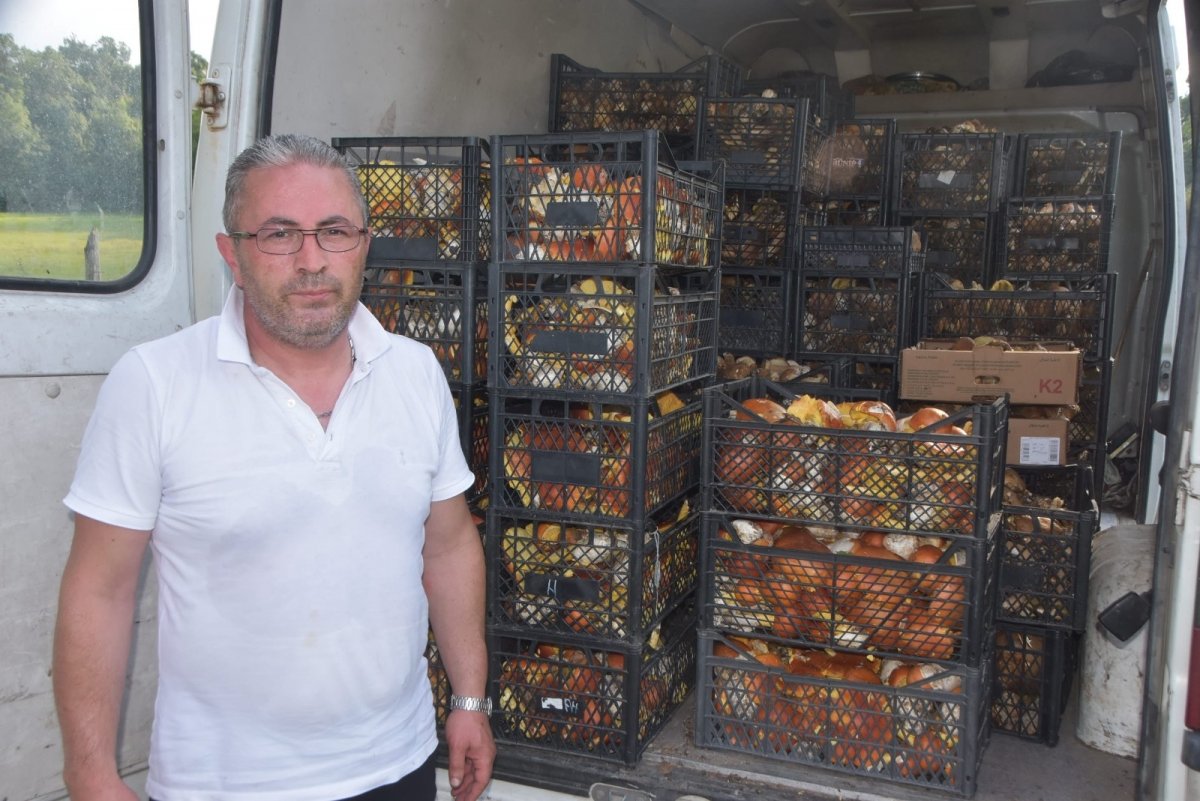 Sinop ormanlarında toplanan mantarlar ek gelir kapısı #4