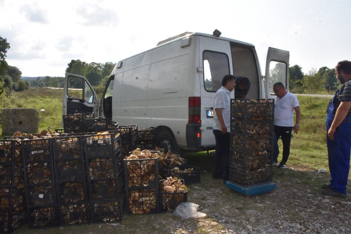 Sinop ormanlarında toplanan mantarlar ek gelir kapısı #1