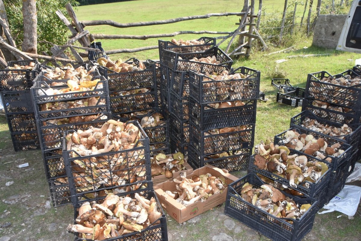 Sinop ormanlarında toplanan mantarlar ek gelir kapısı #2