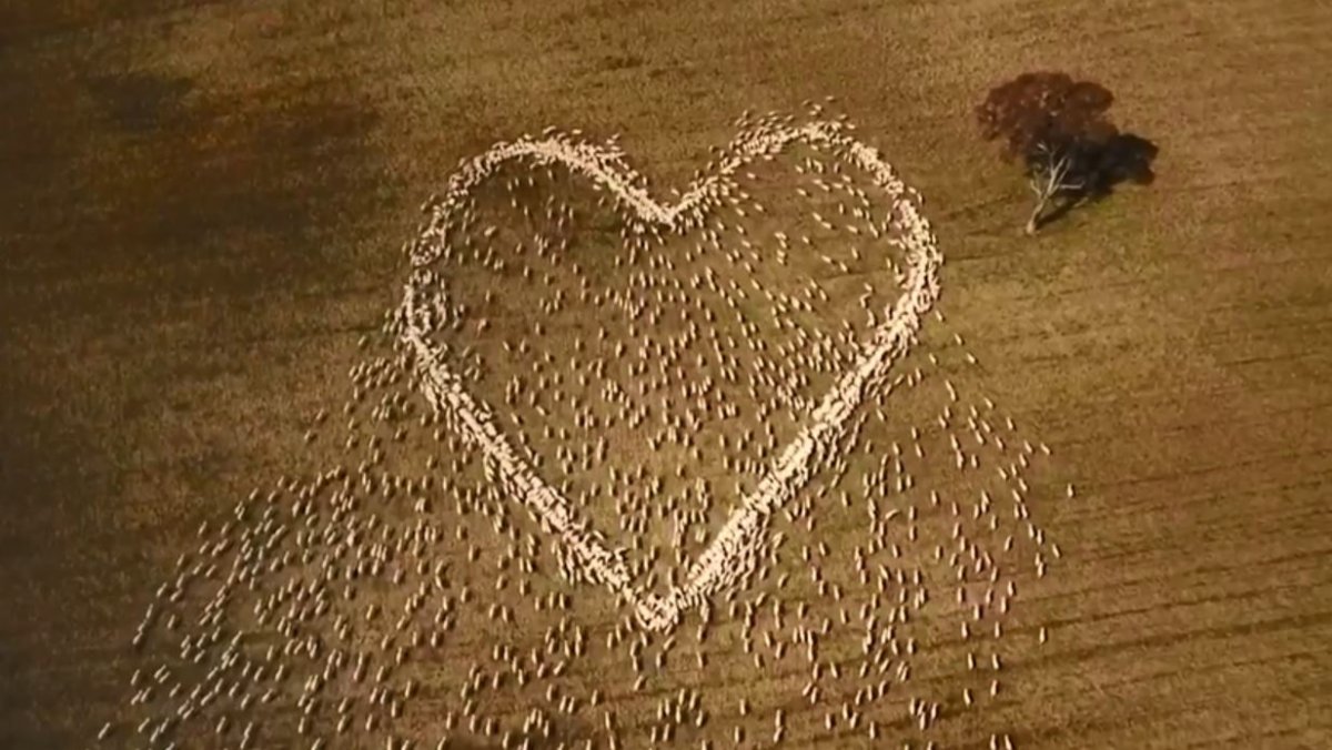 Australian farmer draws hearts with sheep to commemorate his aunt #2