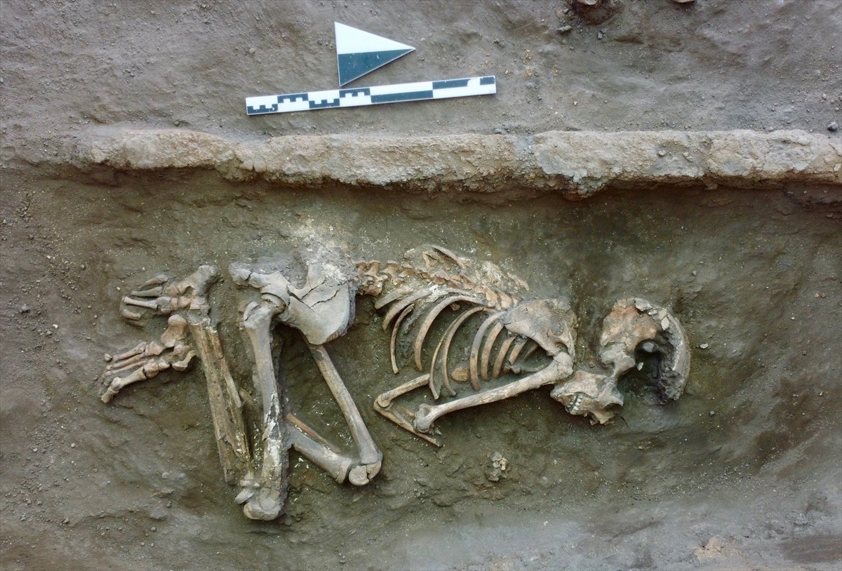 Eskişehir de 5 bin yıllık çocuk iskeletleri bulundu #2