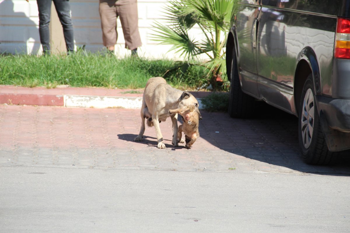 Antalya’da 5 yavru köpek, yakılmış ve darbedilmiş halde ölü bulundu #6