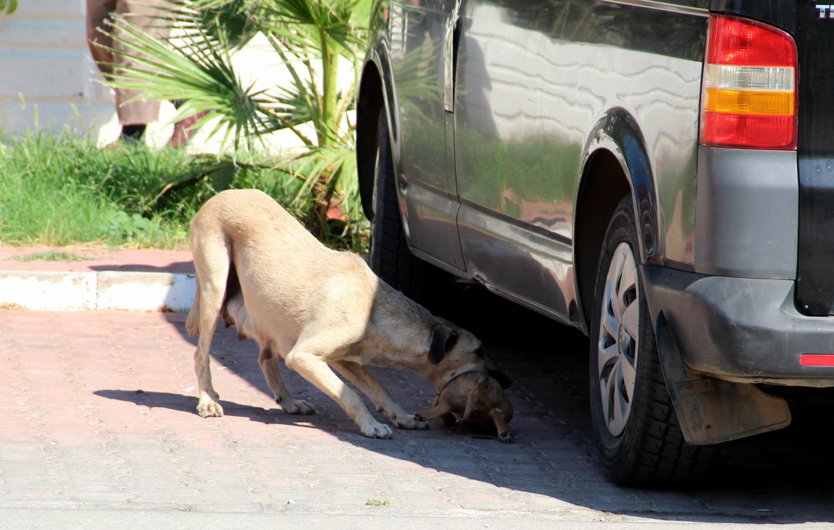 Antalya’da 5 yavru köpek, yakılmış ve darbedilmiş halde ölü bulundu #2