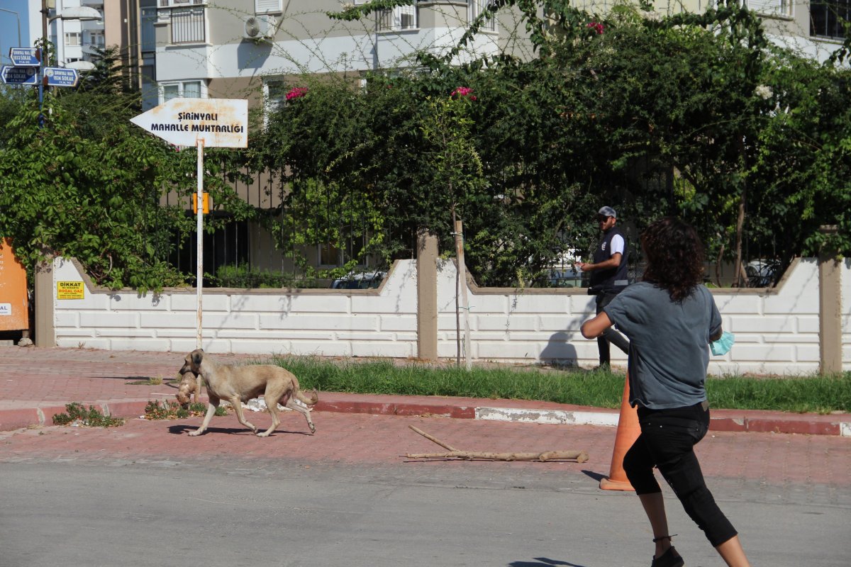 Antalya’da 5 yavru köpek, yakılmış ve darbedilmiş halde ölü bulundu #9